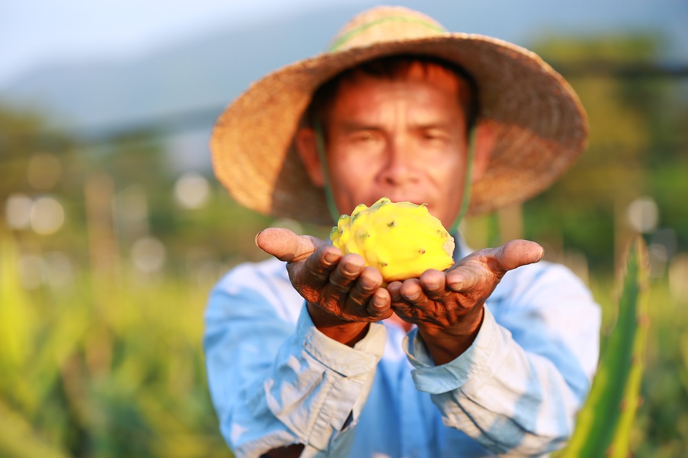 董文榮捧起今秋當灶的麒麟果，形容種植過程「感覺真像自己孩子長大那麼開心」。