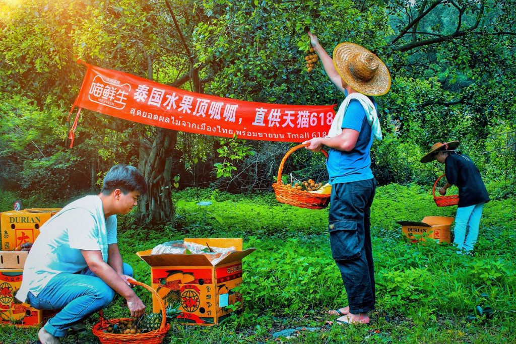 泰國果農在泰國果園採摘龍眼等時令水果，透過今年5月開通的水果進境專線列車，更快捷地送往中國消費者的餐桌上。