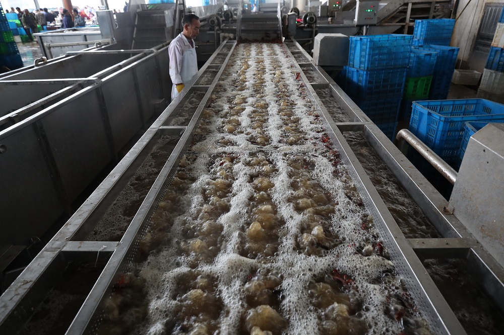 挑選後的小龍蝦要先經過超聲波清洗，加工成熟製品後方可出發運送到俄羅斯。